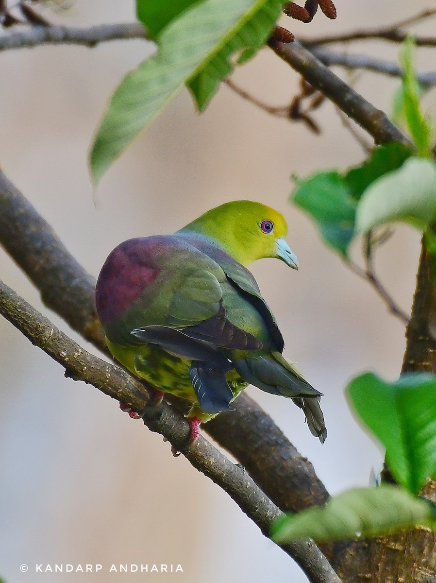 Wedge-tailed Green-Pigeon - ML619164270