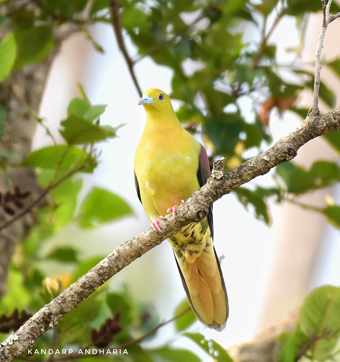 Wedge-tailed Green-Pigeon - ML619164271