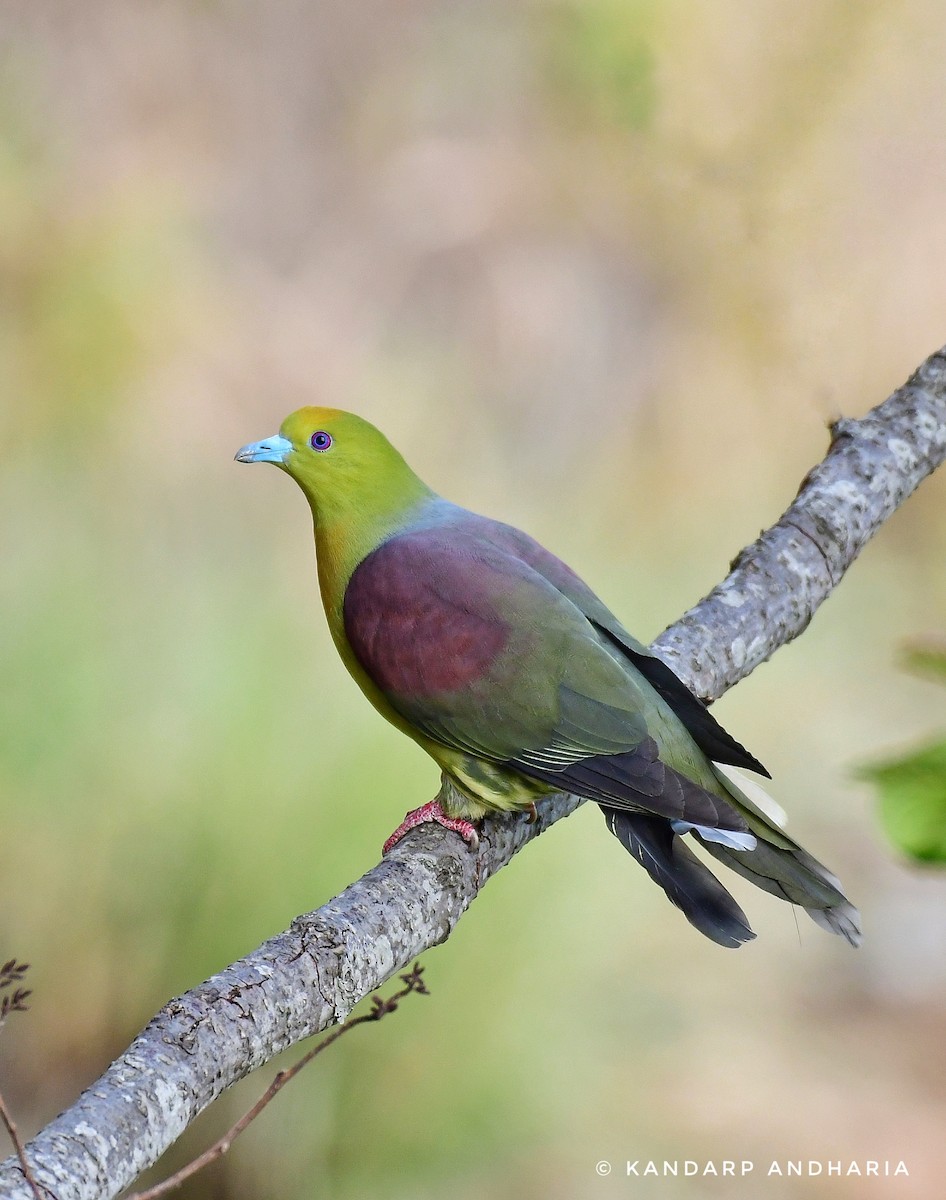 Wedge-tailed Green-Pigeon - ML619164272