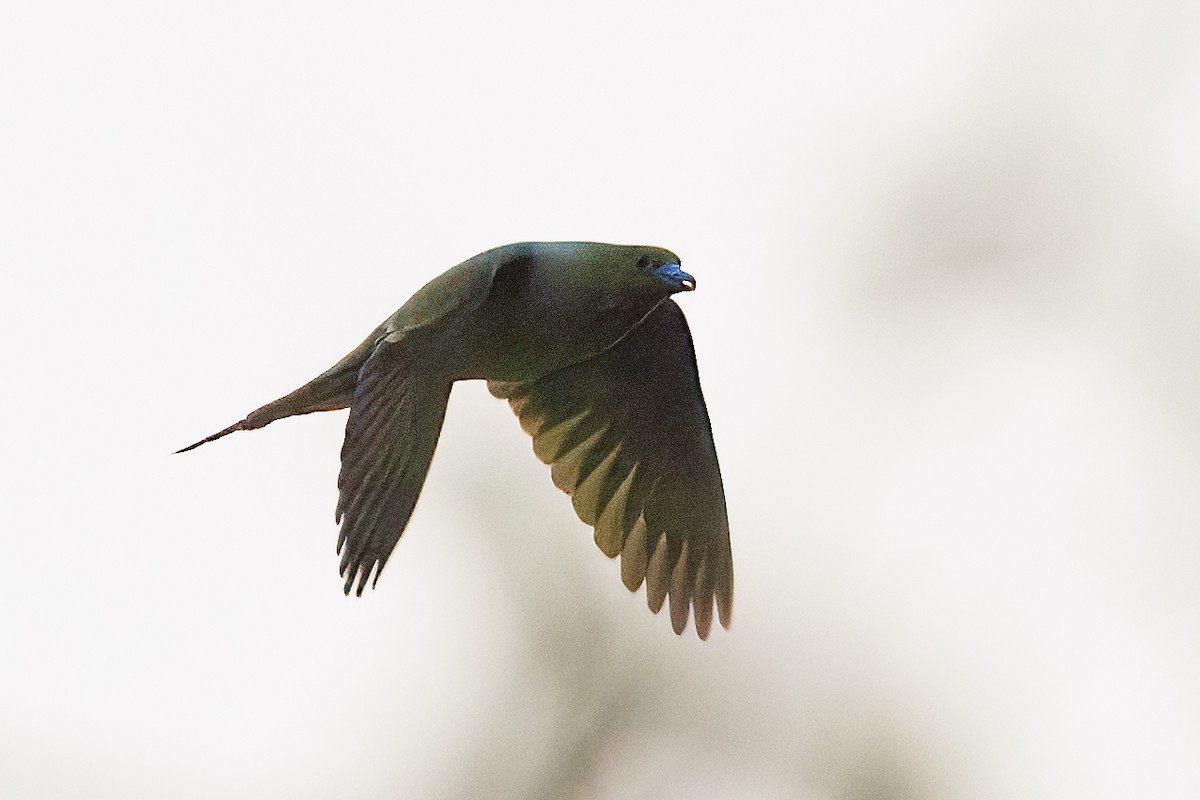 Pin-tailed Green-Pigeon - ML619164281