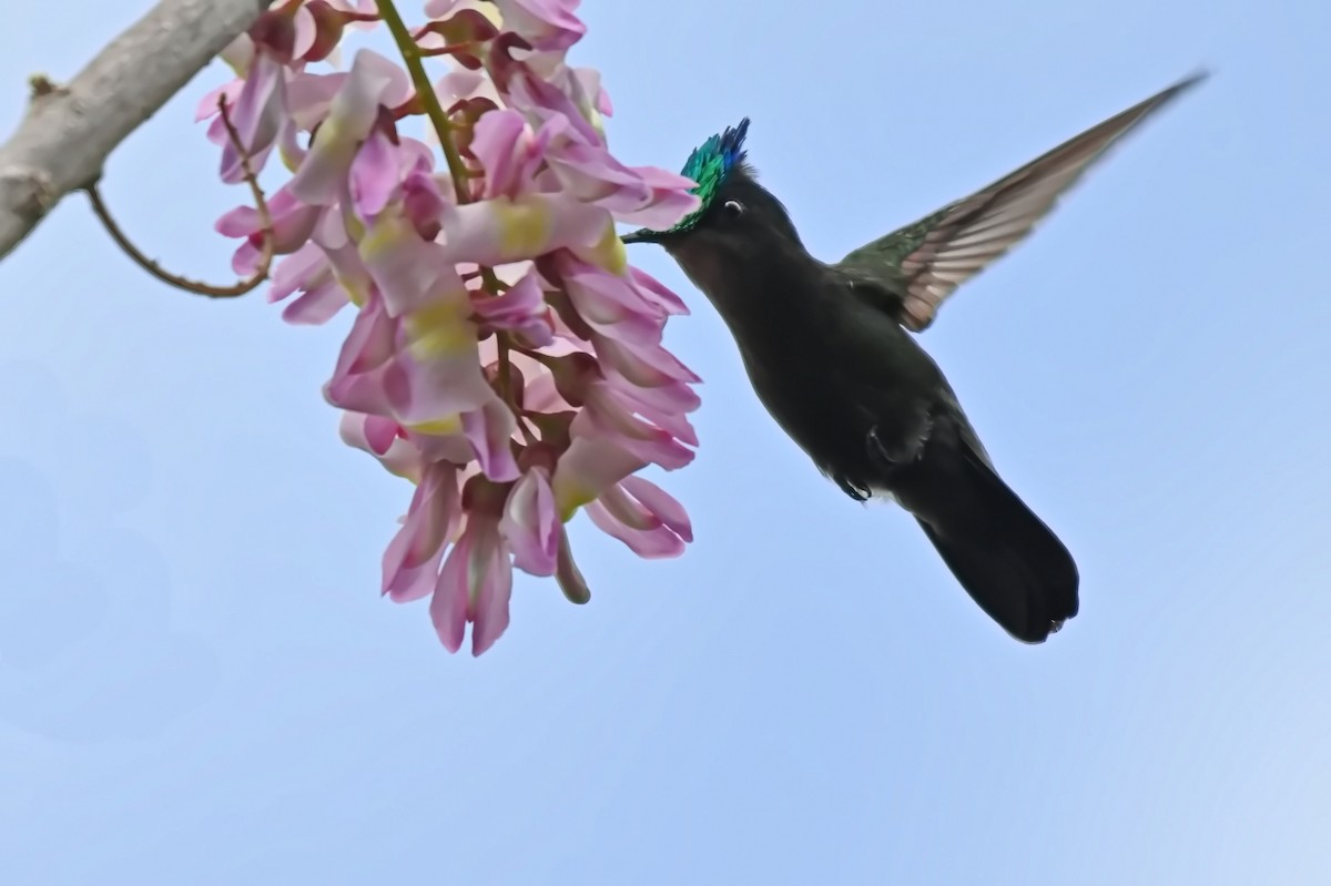 Antillean Crested Hummingbird - ML619164299