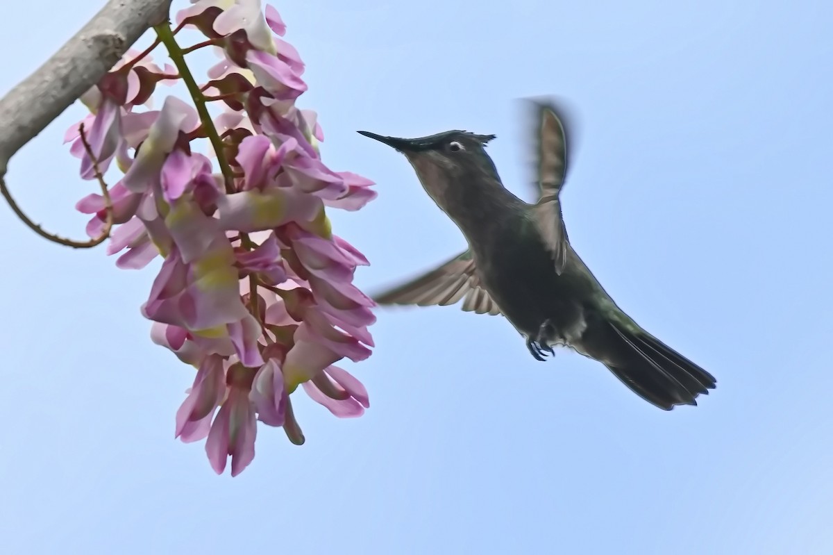 Antillean Crested Hummingbird - ML619164301