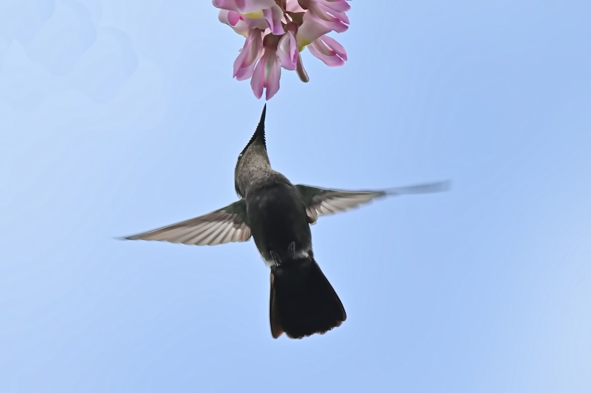 Antillean Crested Hummingbird - ML619164302