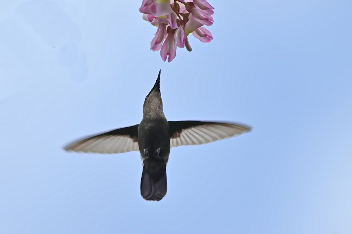 Antillean Crested Hummingbird - ML619164303