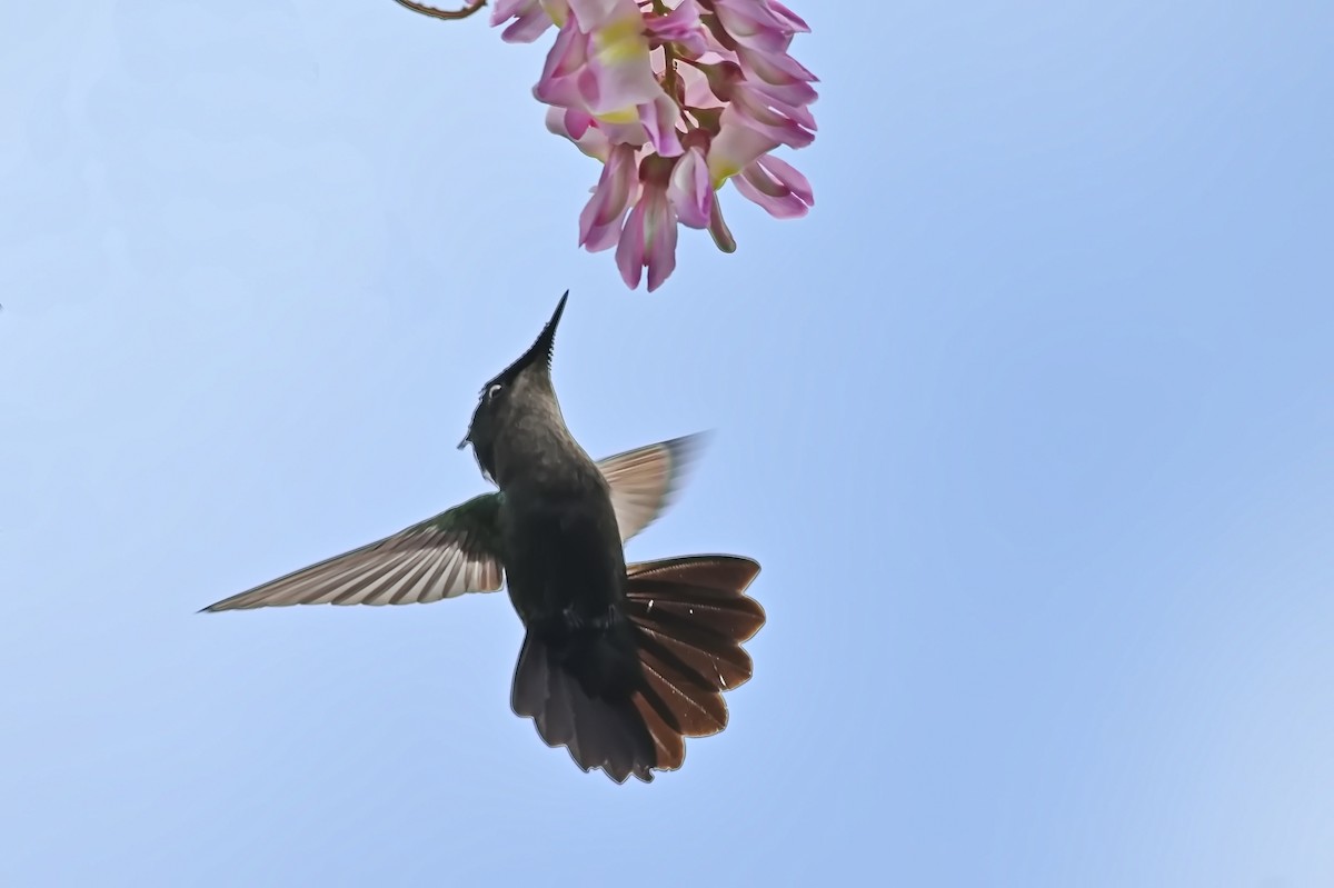 Antillean Crested Hummingbird - ML619164305