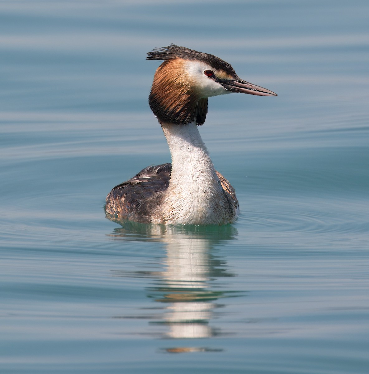 Great Crested Grebe - ML619164313