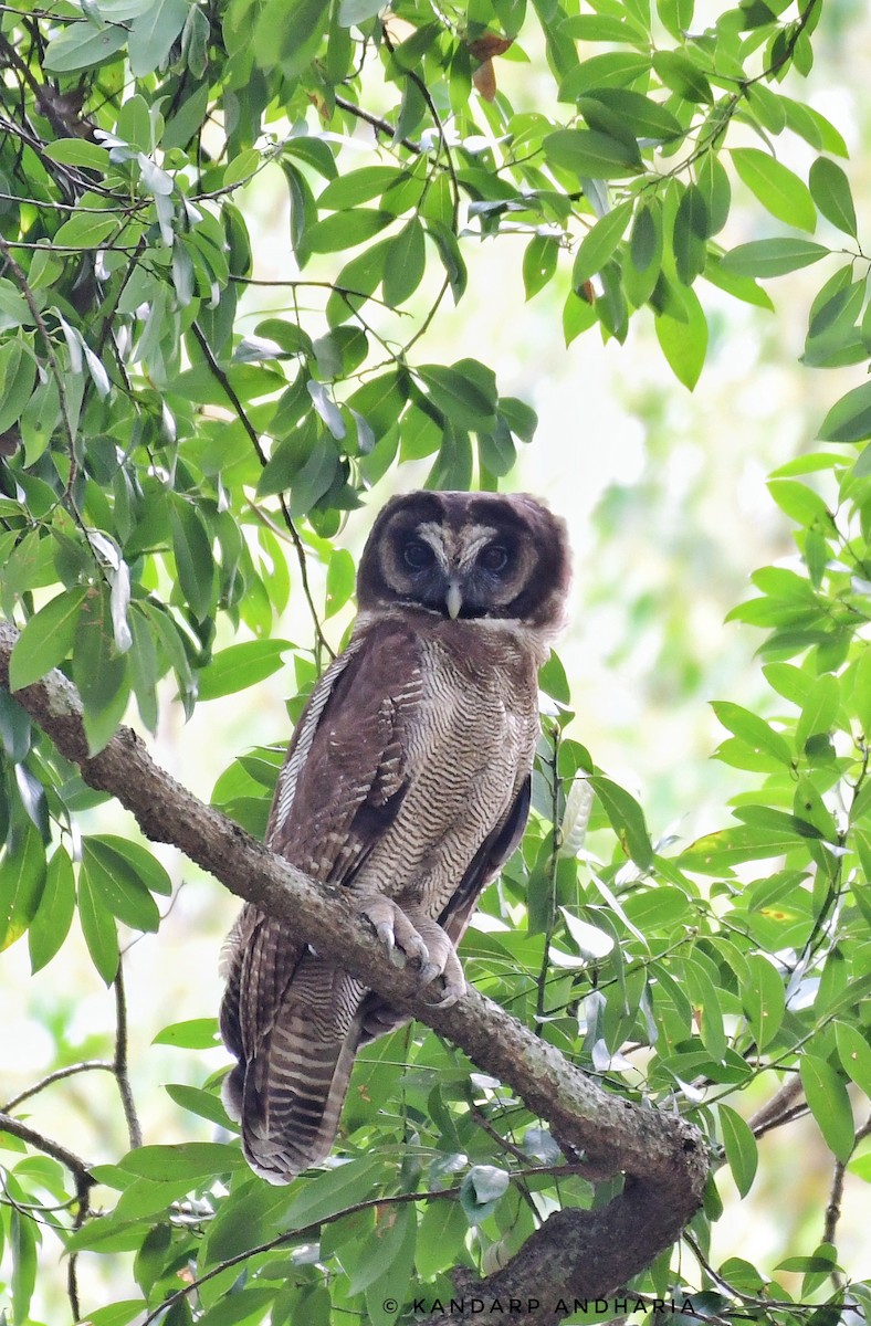 Brown Wood-Owl - ML619164324