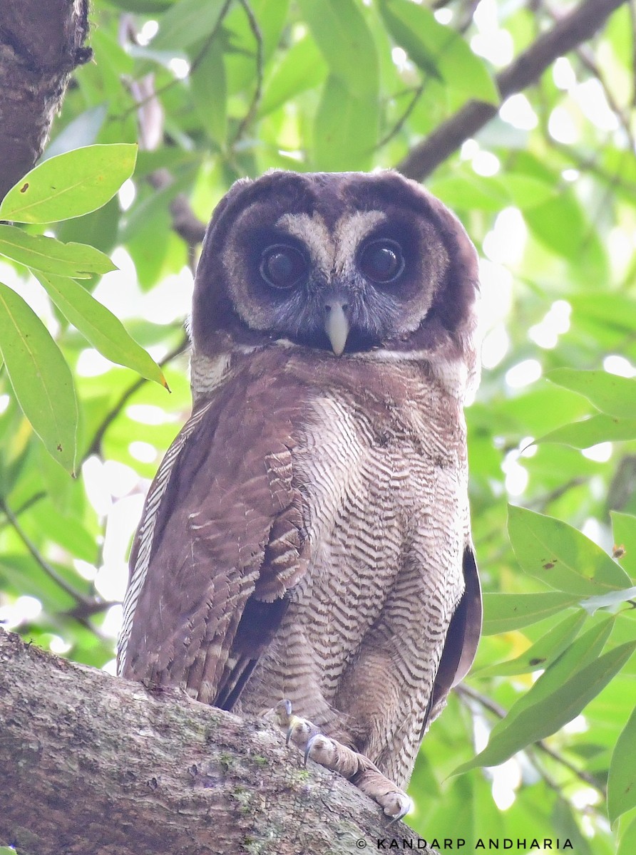 Brown Wood-Owl - ML619164325