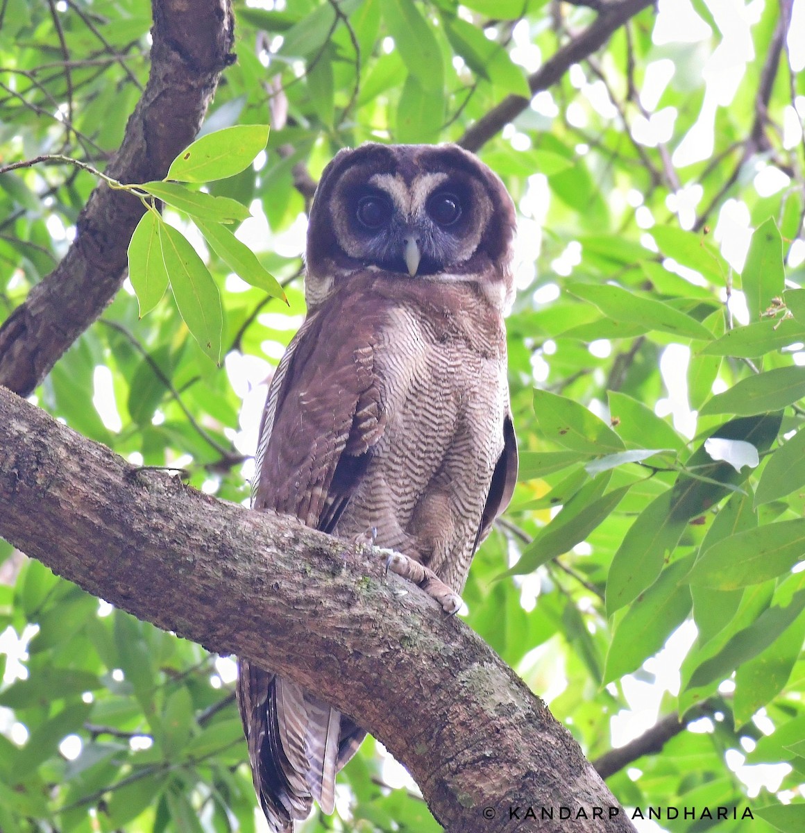 Brown Wood-Owl - ML619164326