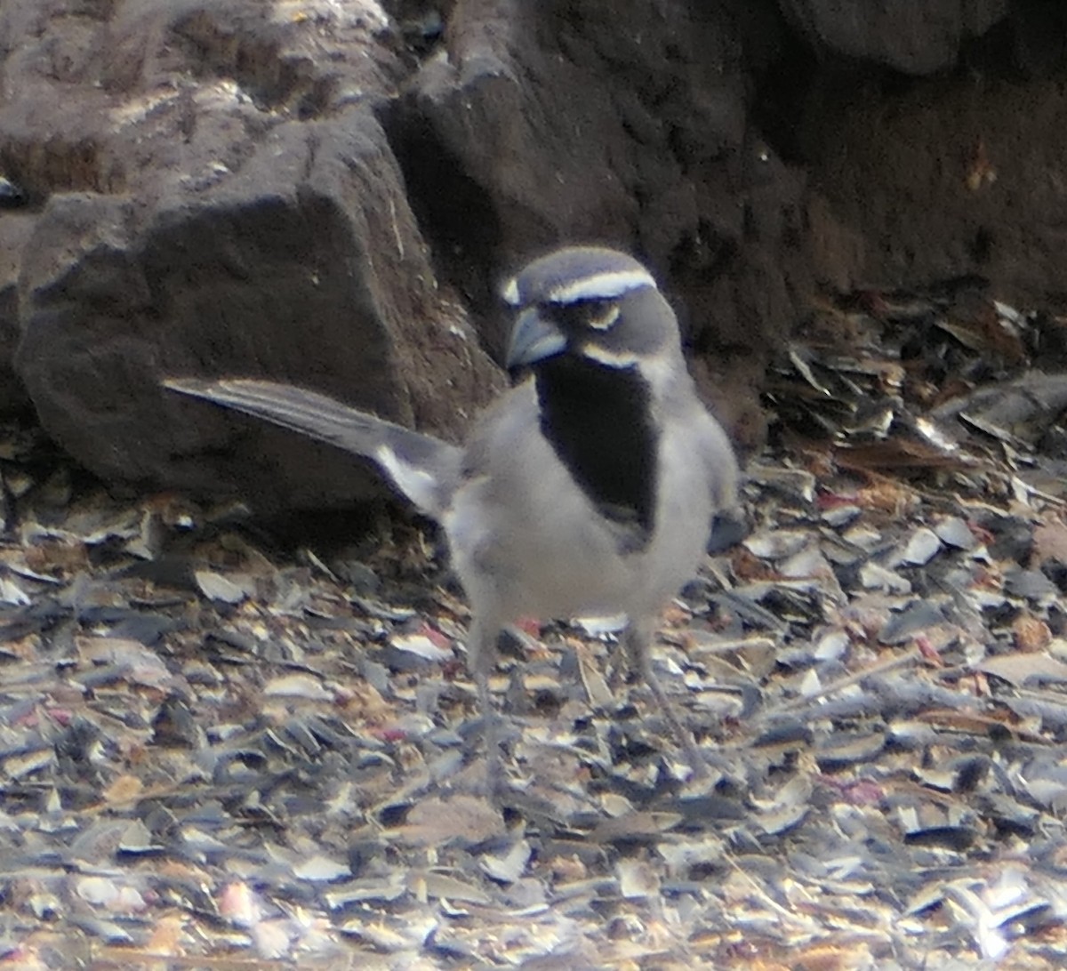 Black-throated Sparrow - ML619164452