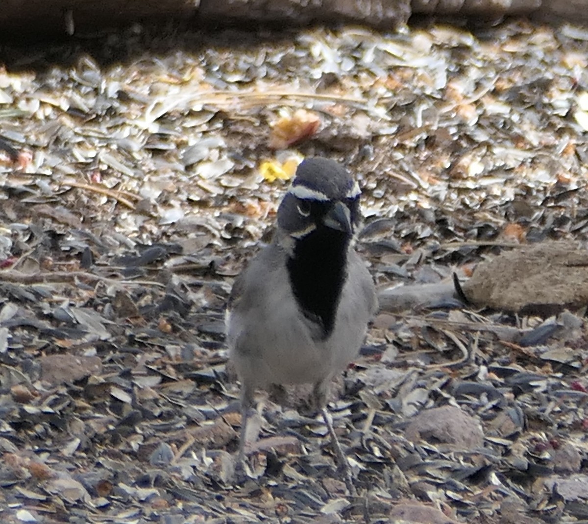 Black-throated Sparrow - ML619164453