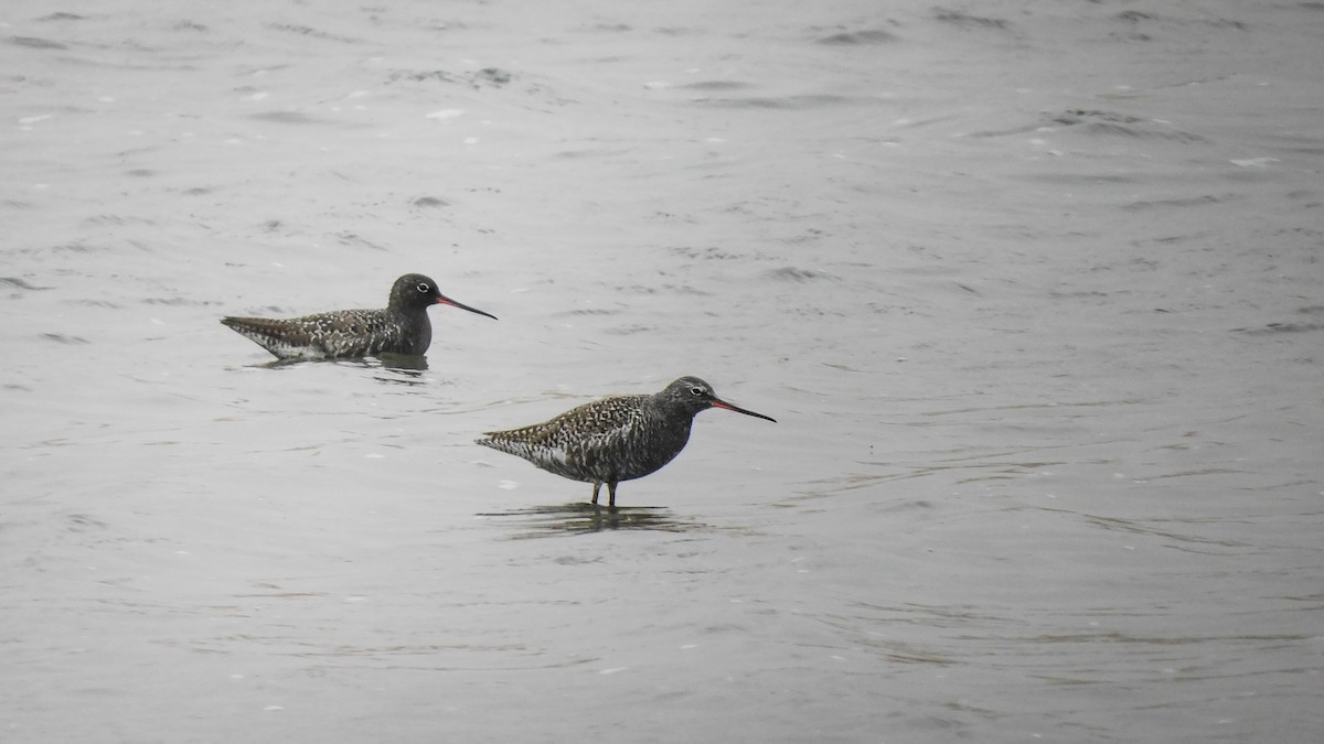 Spotted Redshank - ML619164456