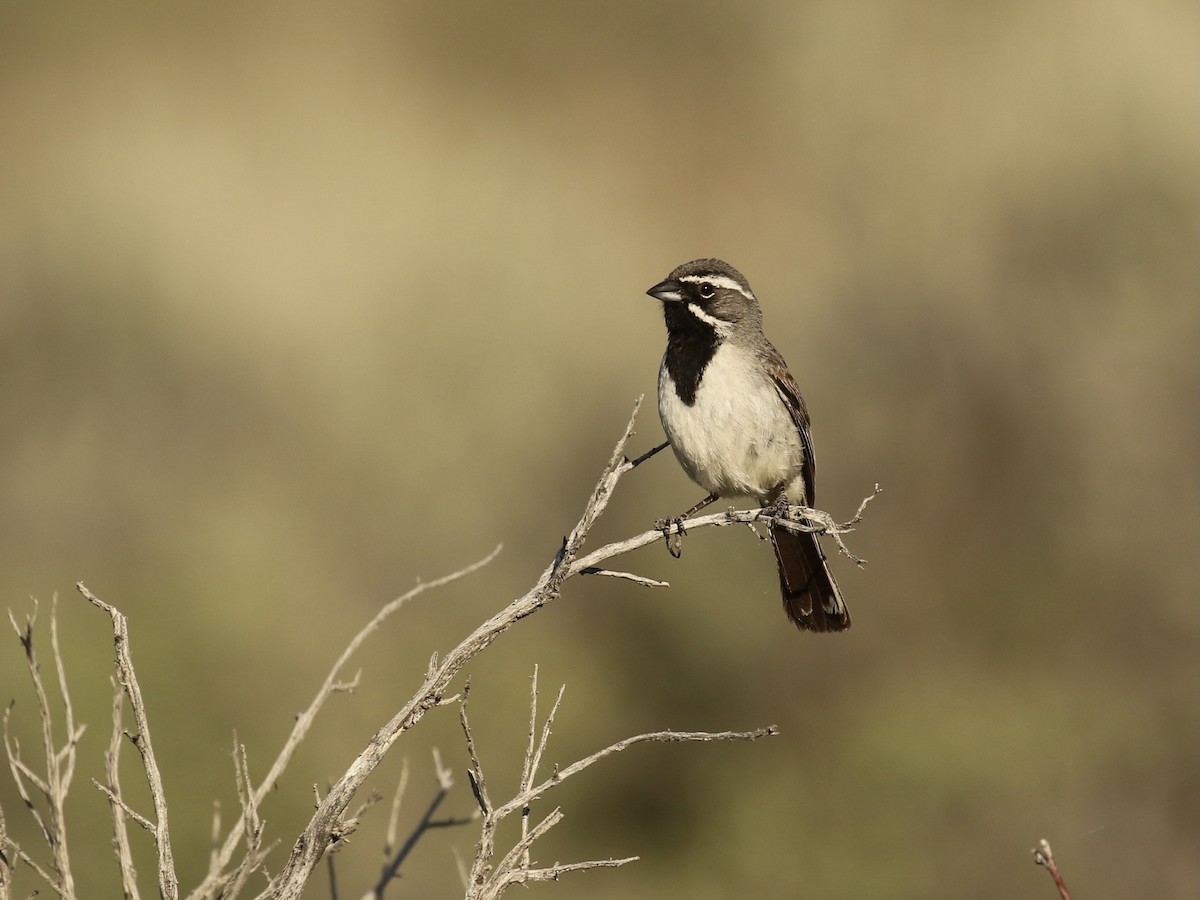Black-throated Sparrow - ML619164463
