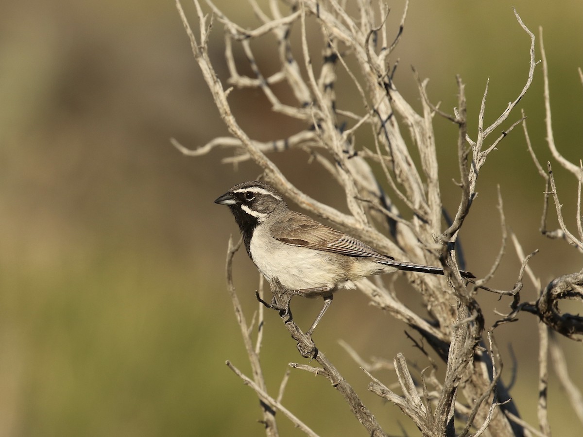 Black-throated Sparrow - ML619164464