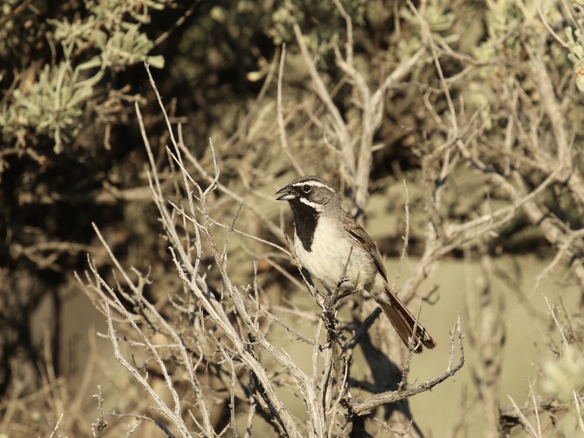 Black-throated Sparrow - ML619164465