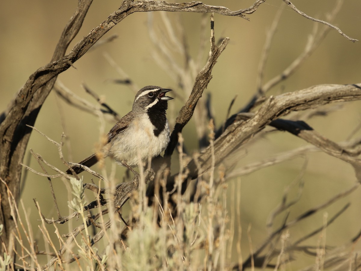 Black-throated Sparrow - ML619164468