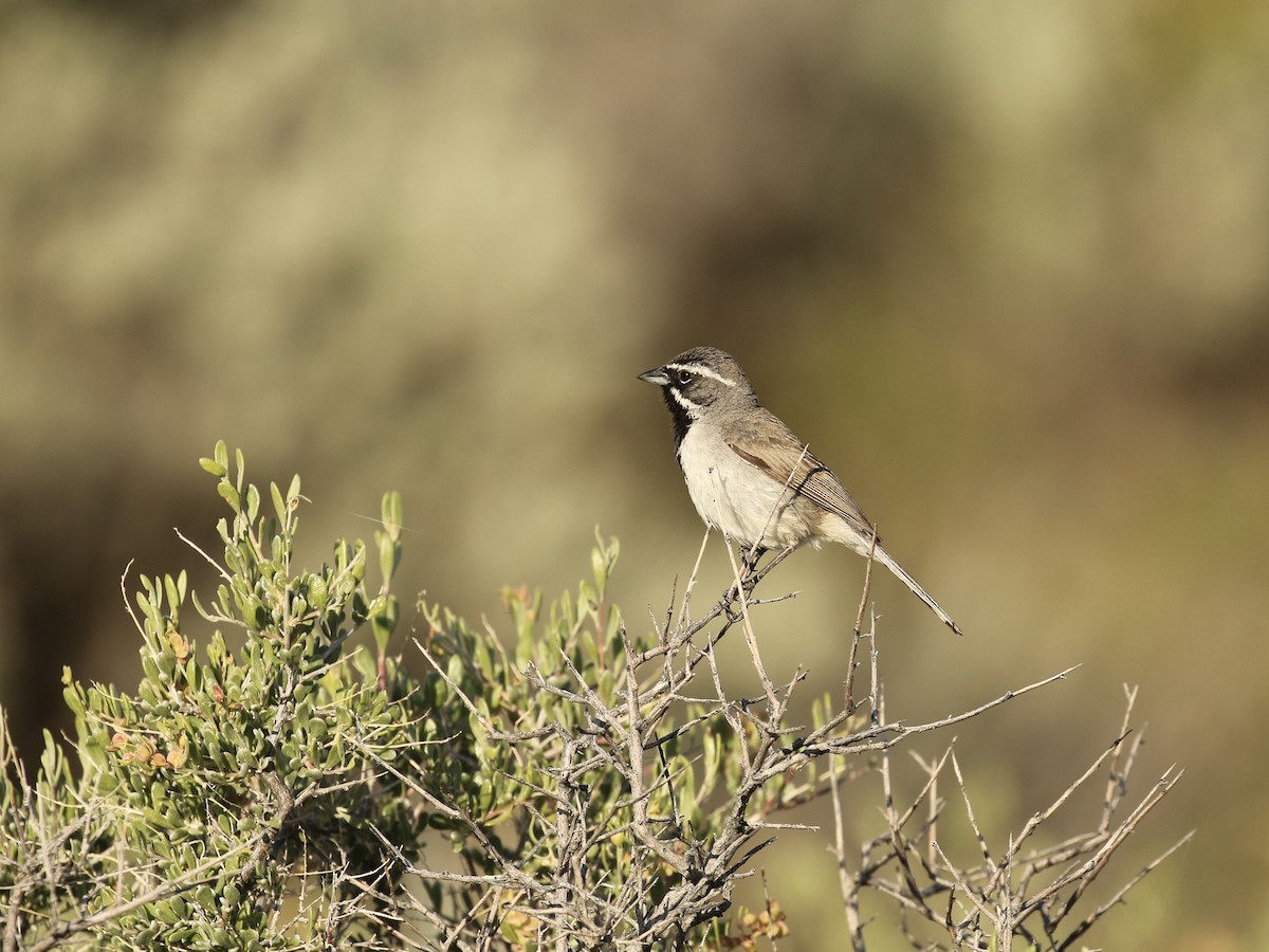 Black-throated Sparrow - ML619164469
