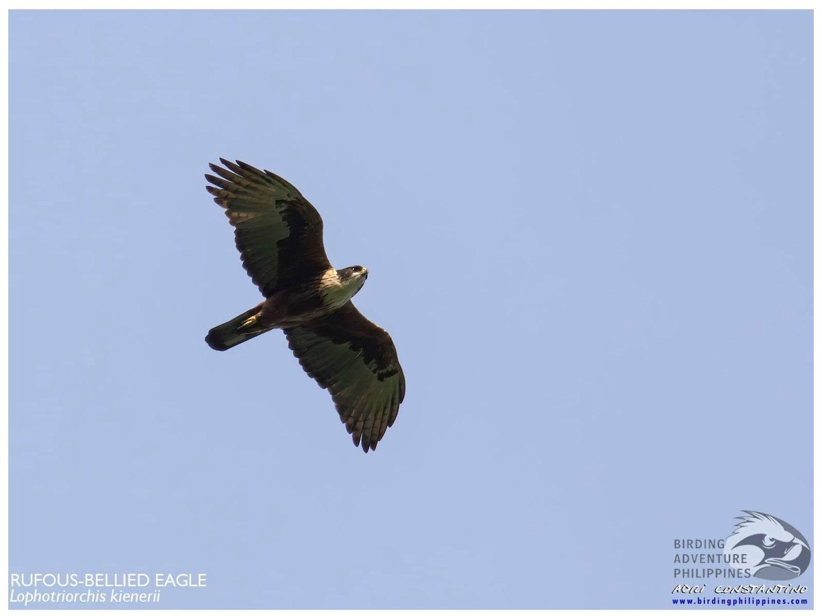 Rufous-bellied Eagle - ML619164515