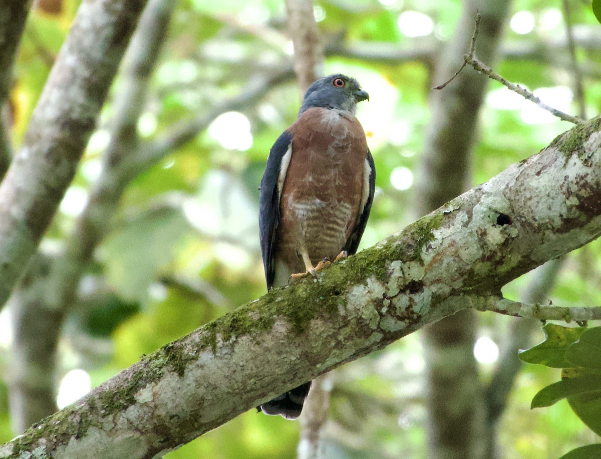 Double-toothed Kite - ML619164518
