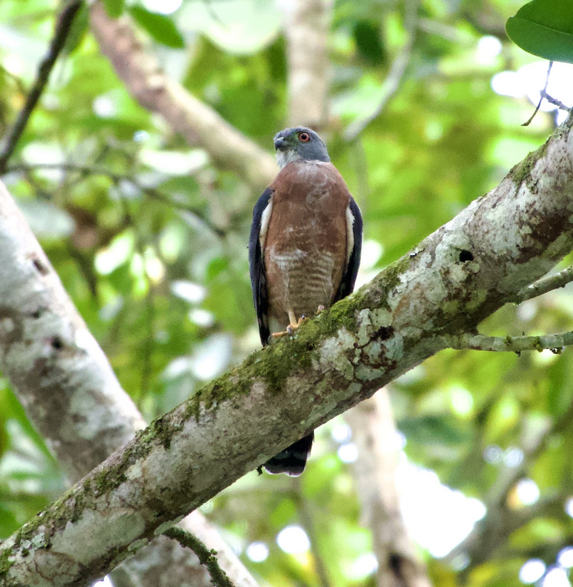 Double-toothed Kite - ML619164519