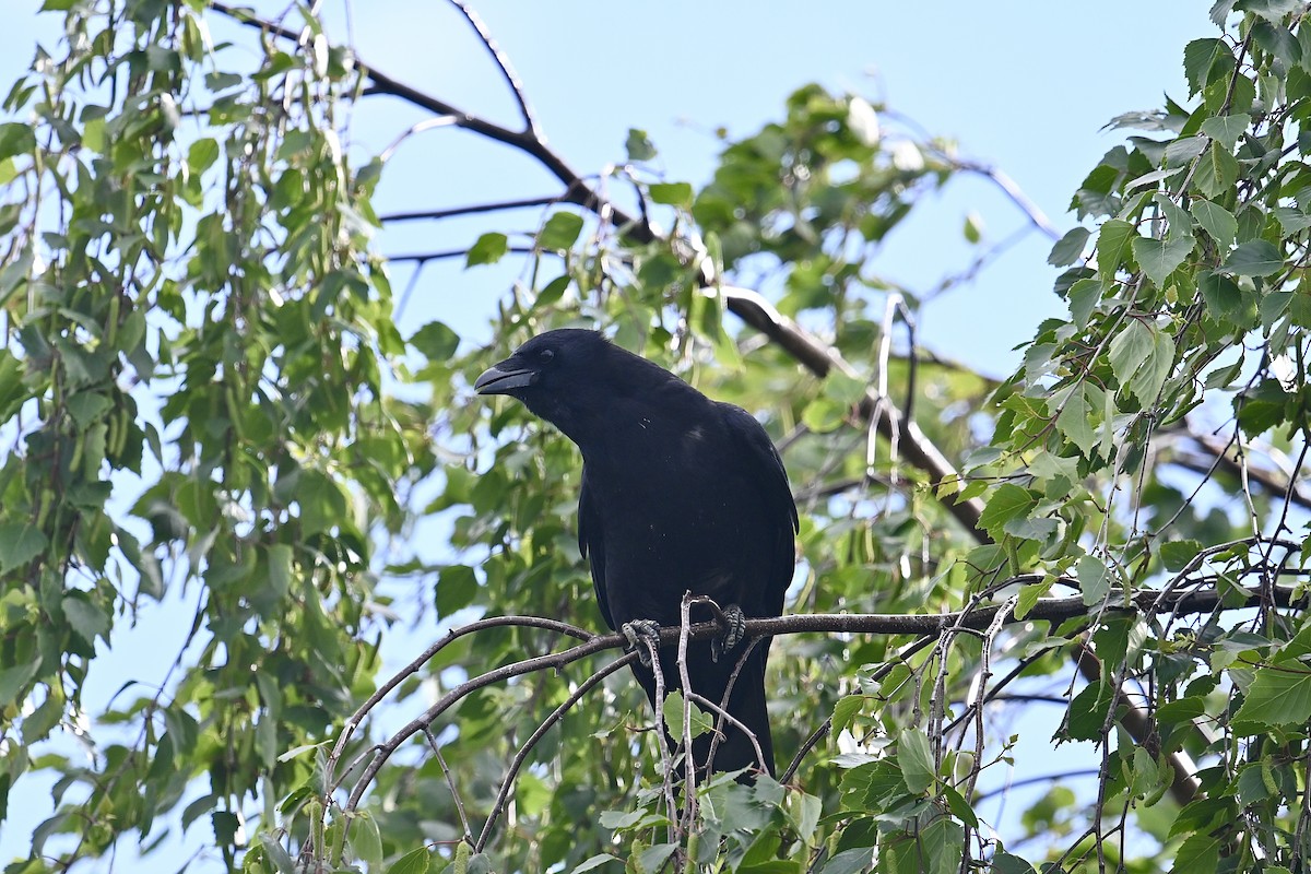 American Crow - ML619164533