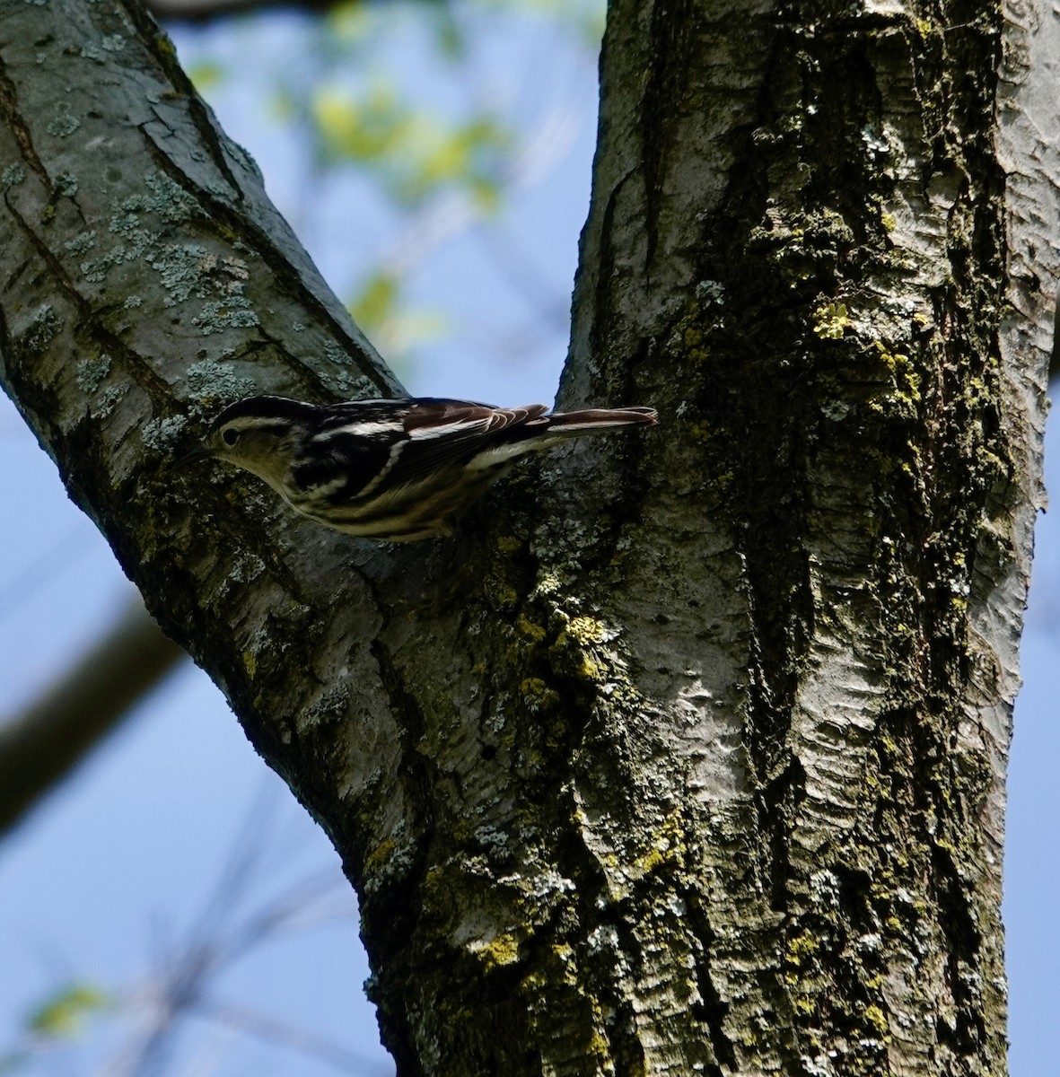 Black-and-white Warbler - ML619164579