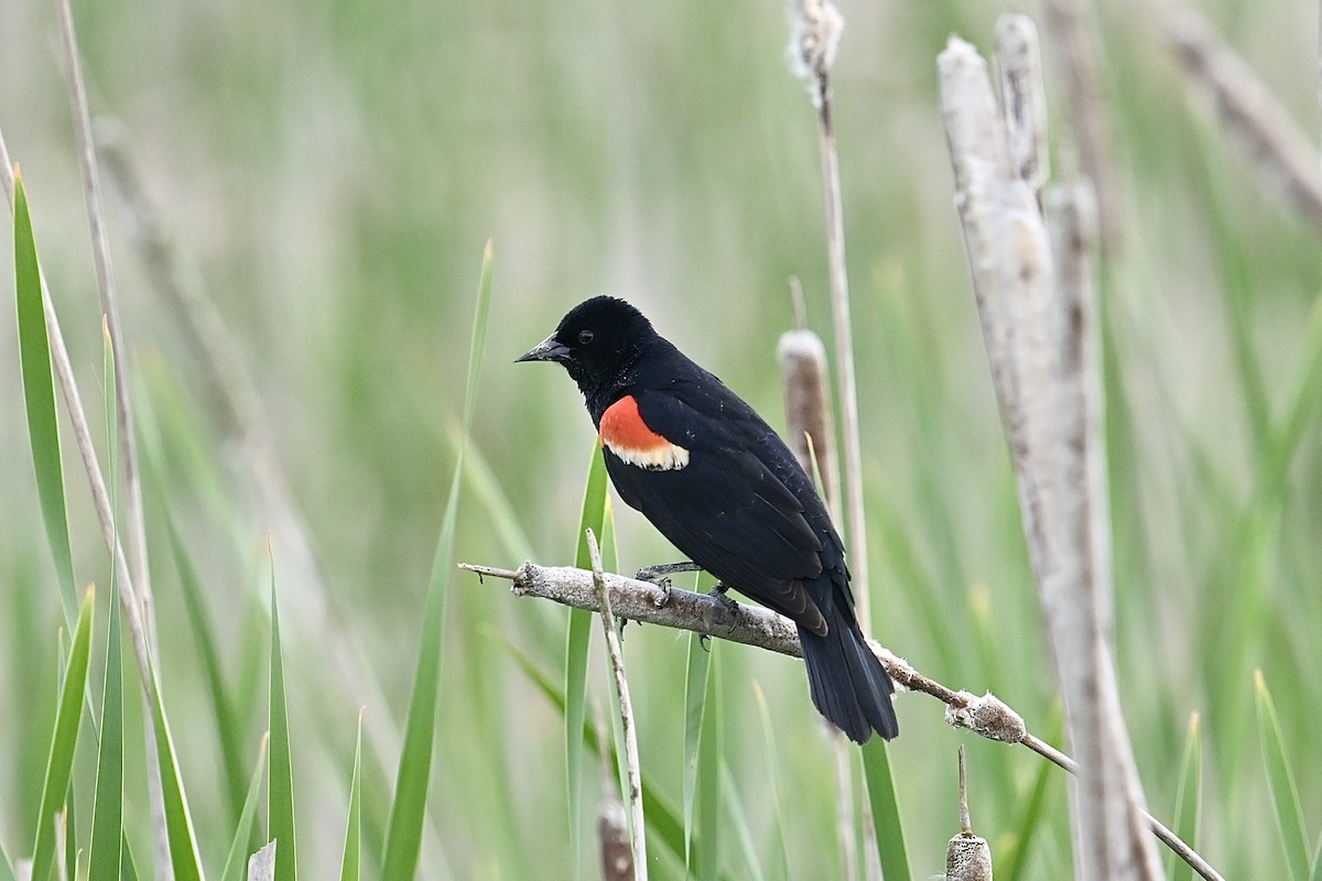 Red-winged Blackbird - ML619164589
