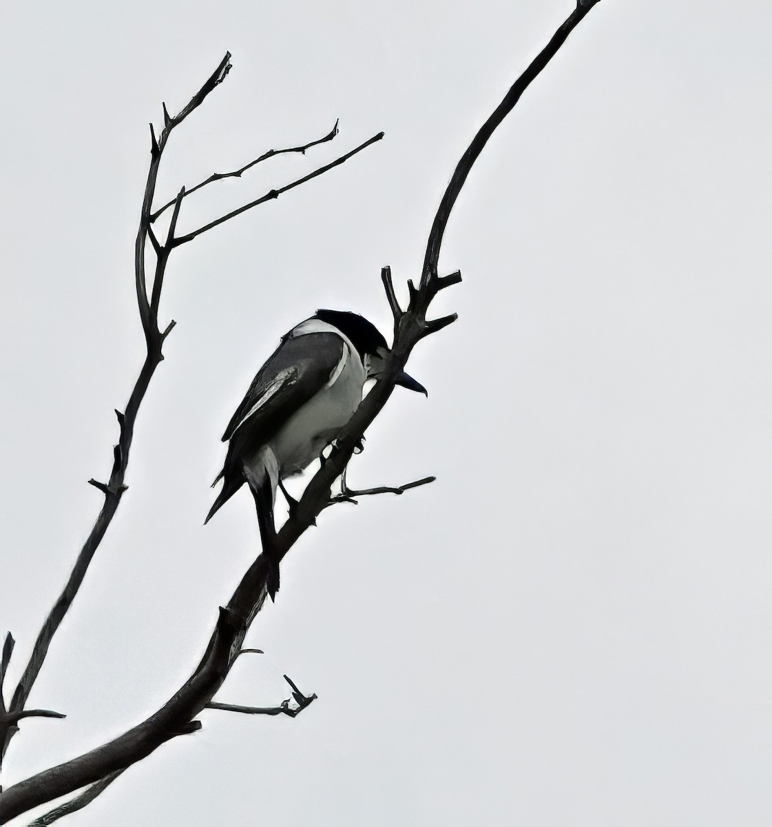Gray Butcherbird - ML619164592