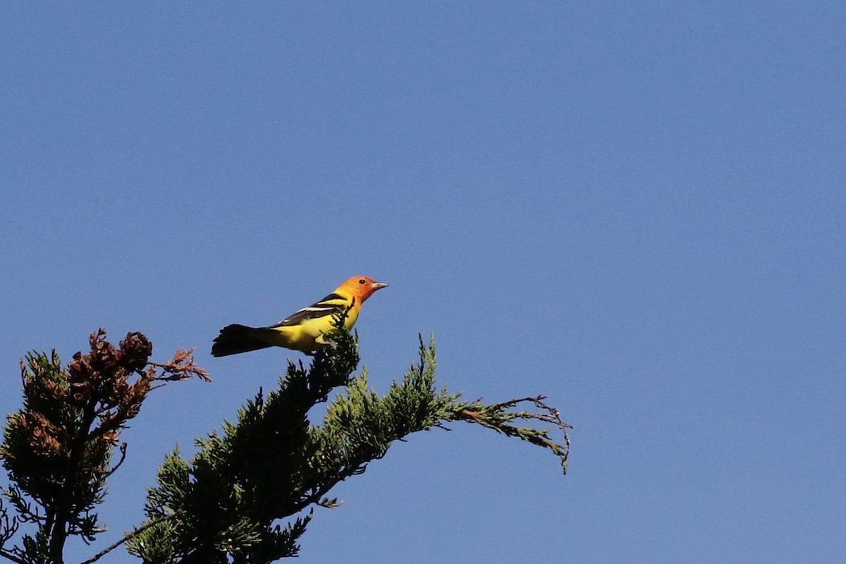 Western Tanager - ML619164597