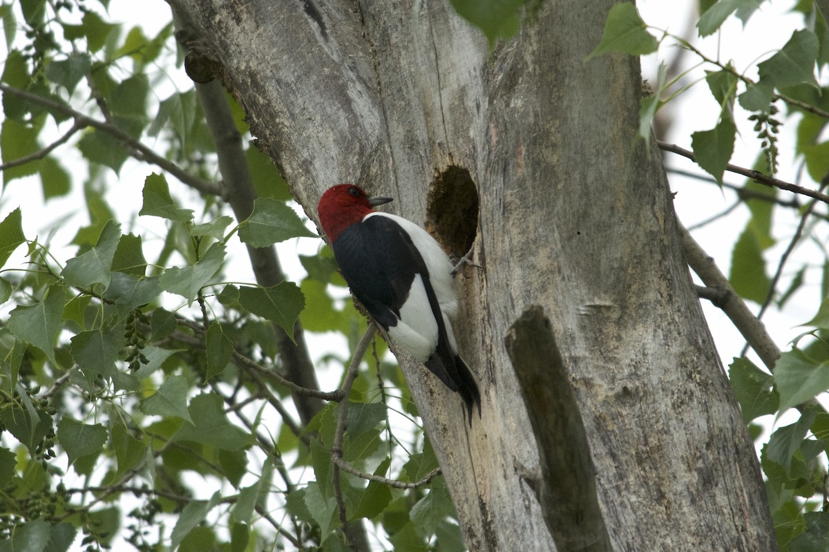 Red-headed Woodpecker - ML619164626