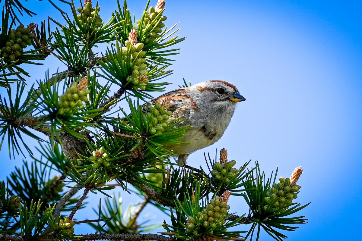 American Tree Sparrow - ML619164643