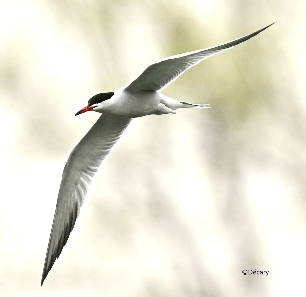 Common Tern - ML619164679
