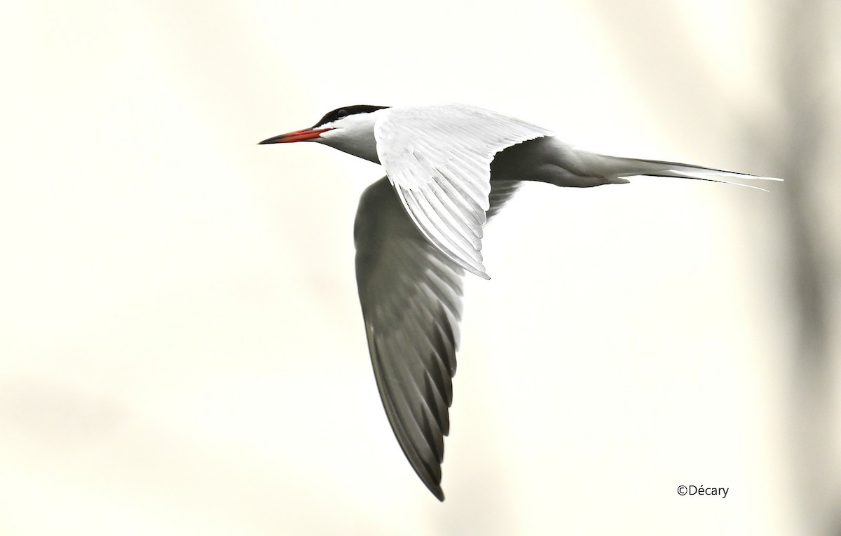 Common Tern - ML619164680