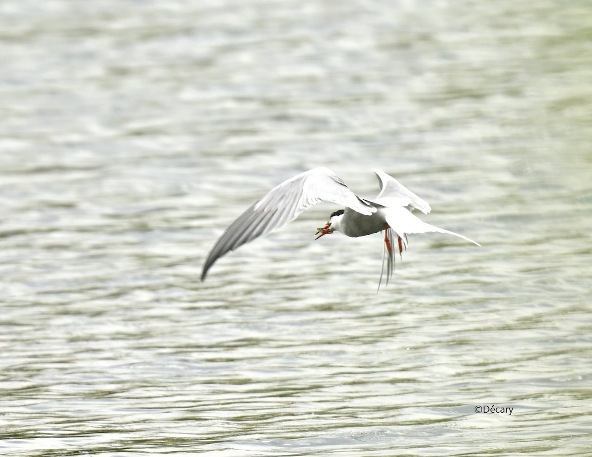 Common Tern - ML619164681