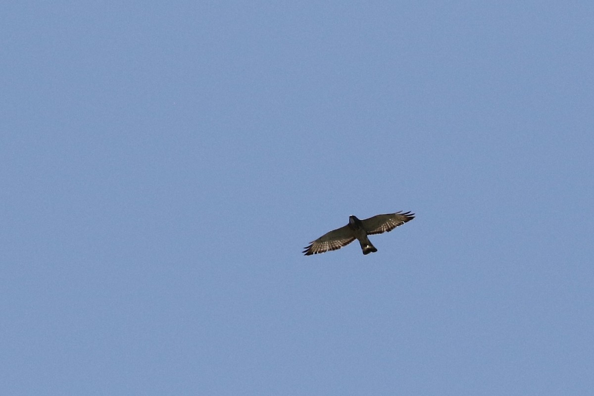Broad-winged Hawk - ML619164691