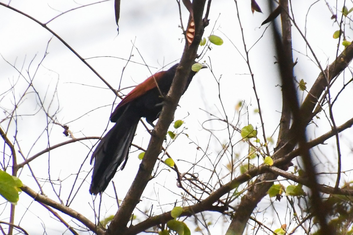Greater Coucal - ML619164701