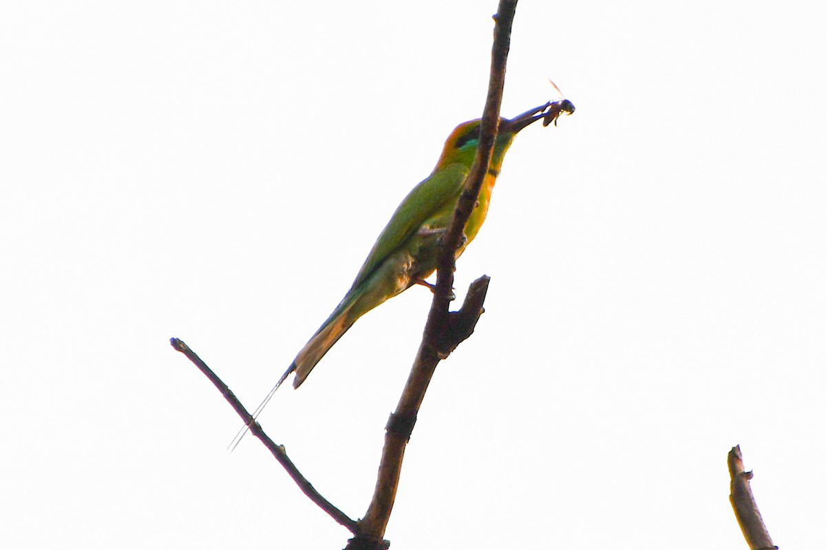 Asian Green Bee-eater - ML619164710