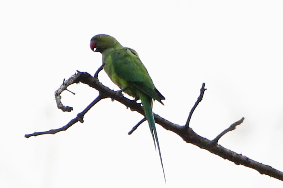 Yeşil Papağan - ML619164718