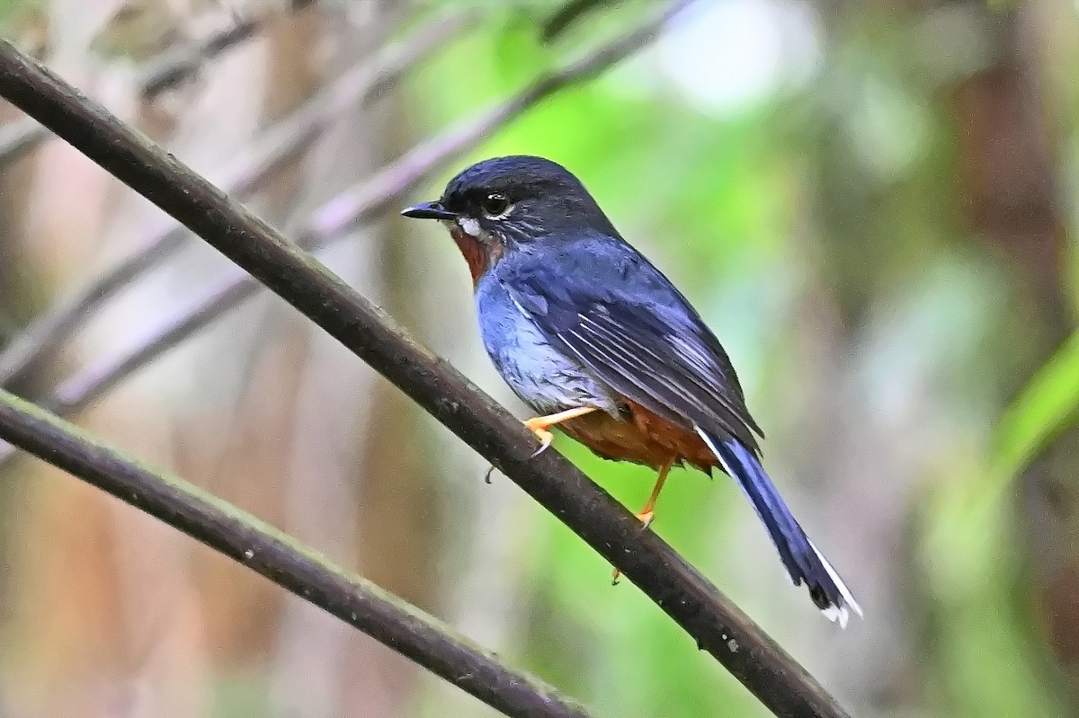 Rufous-throated Solitaire - ML619164736