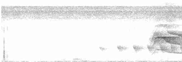Buse à gros bec (groupe magnirostris) - ML619164793