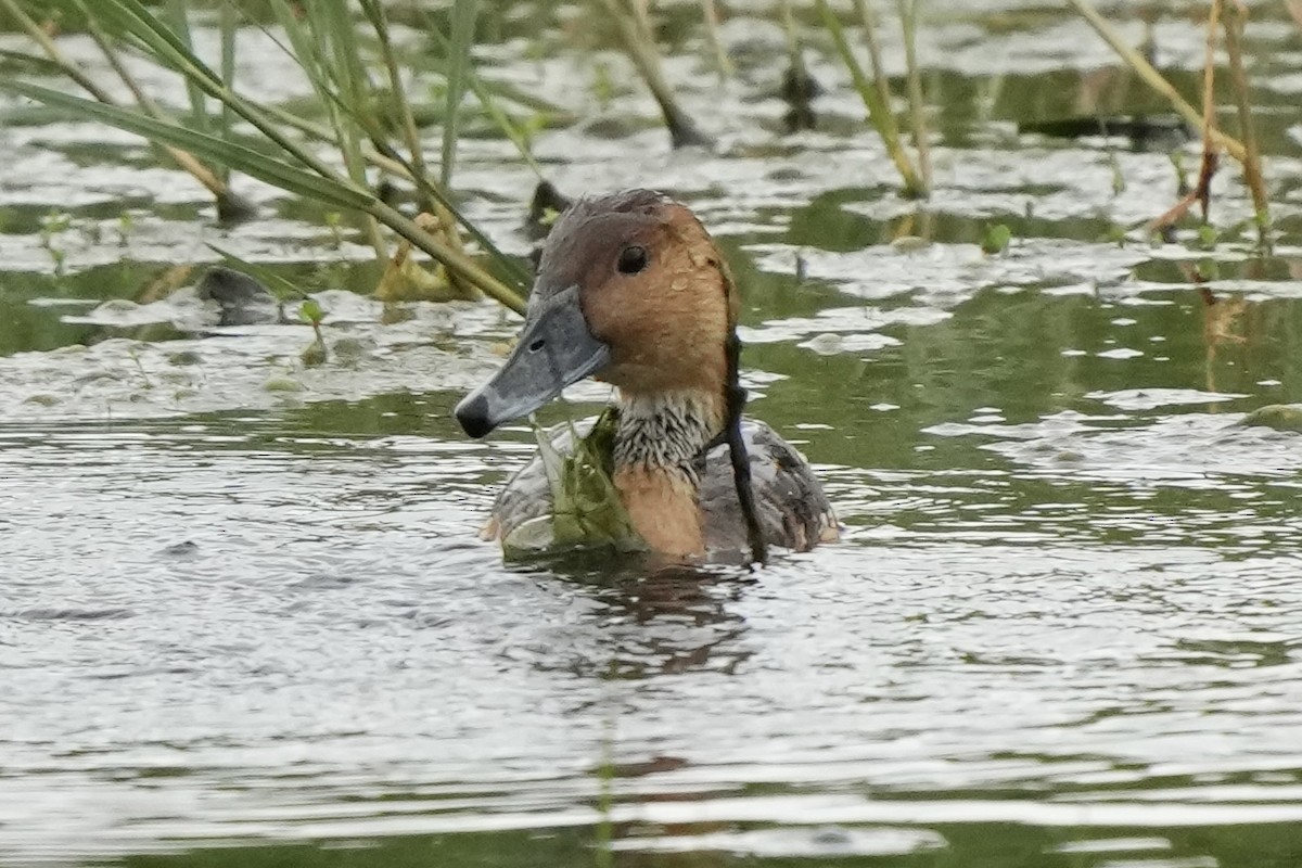 Fulvous Whistling-Duck - ML619164848