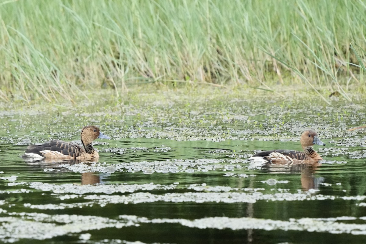 Fulvous Whistling-Duck - ML619164849