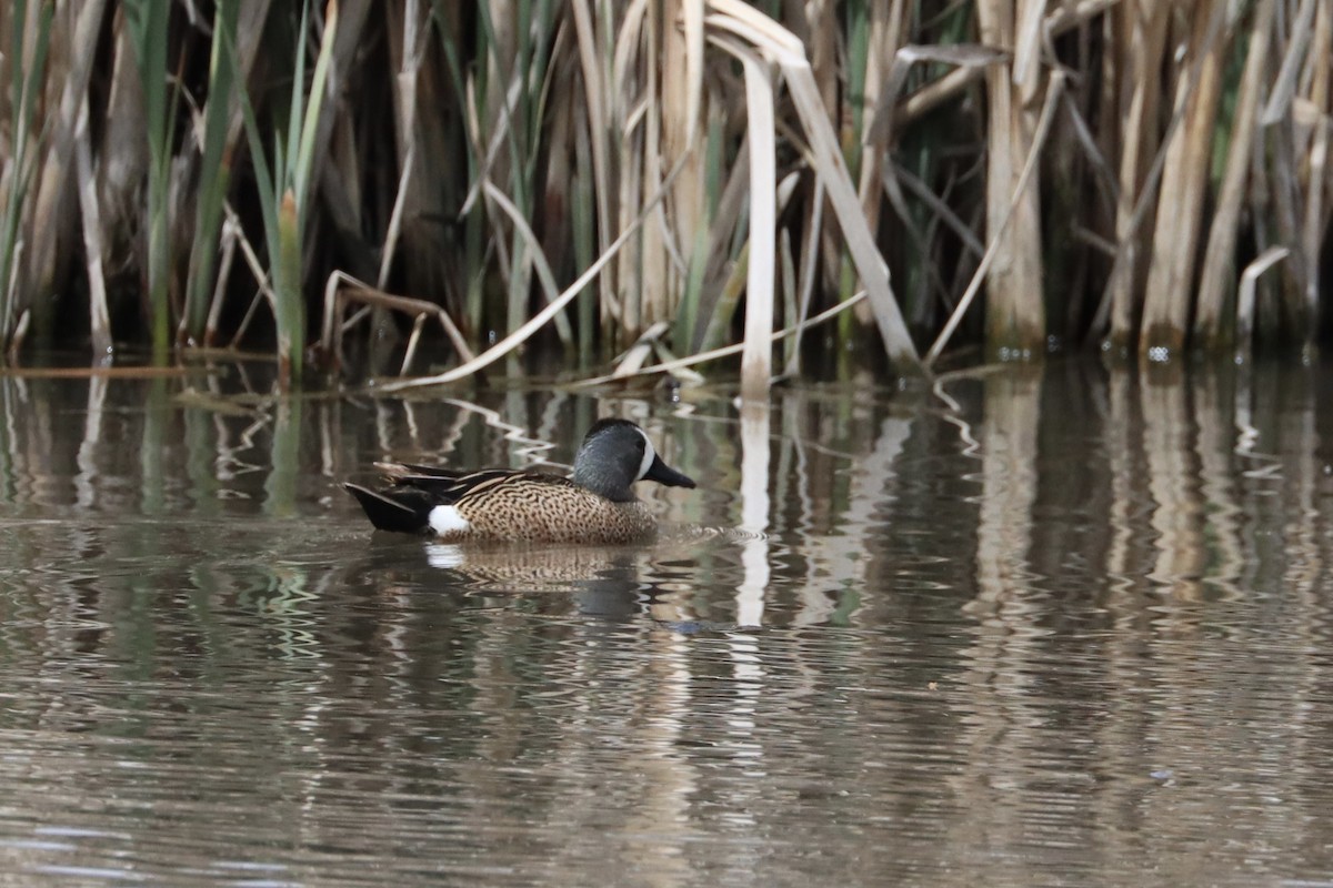 Blue-winged Teal - ML619164897
