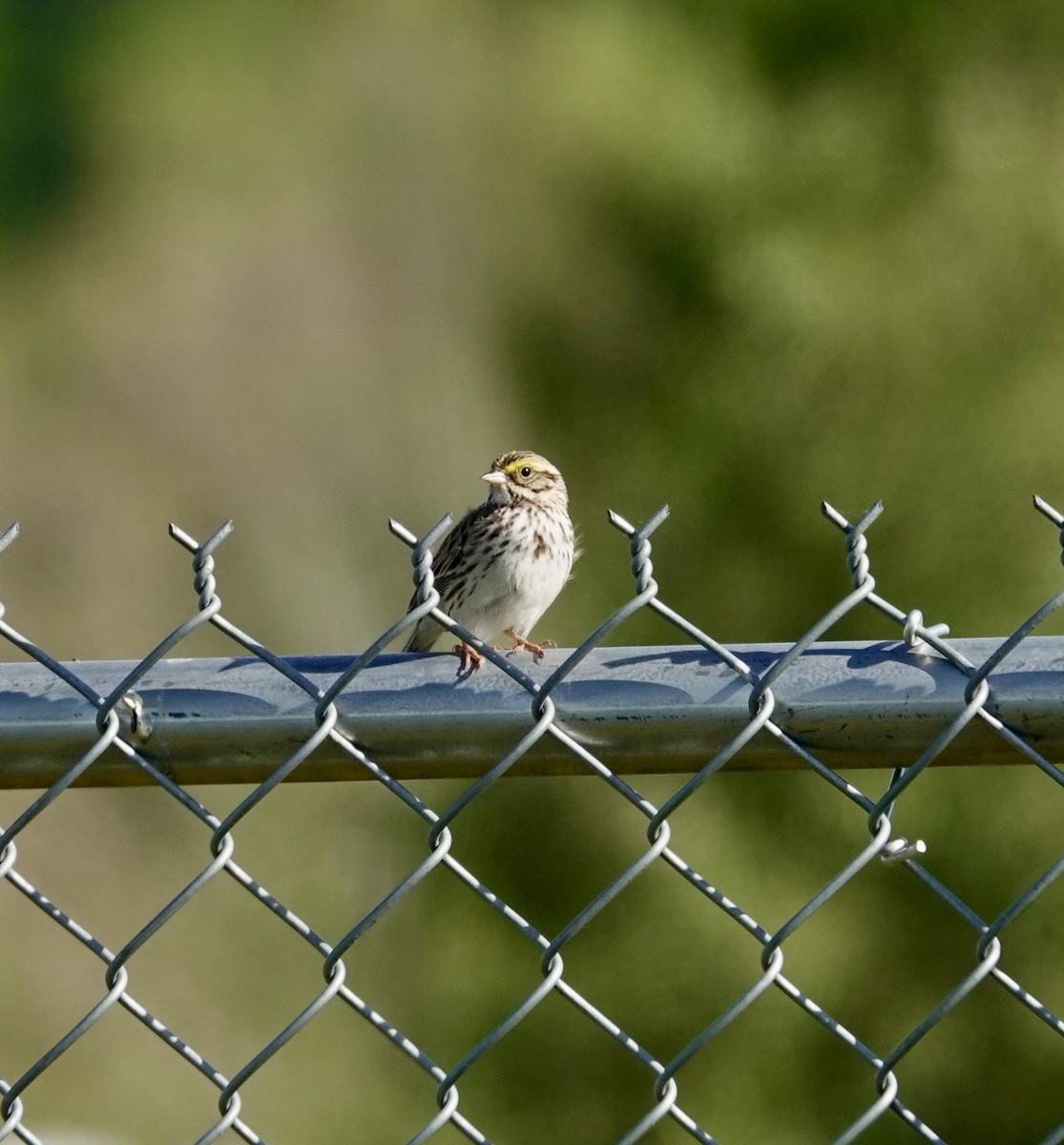 Savannah Sparrow - ML619164949