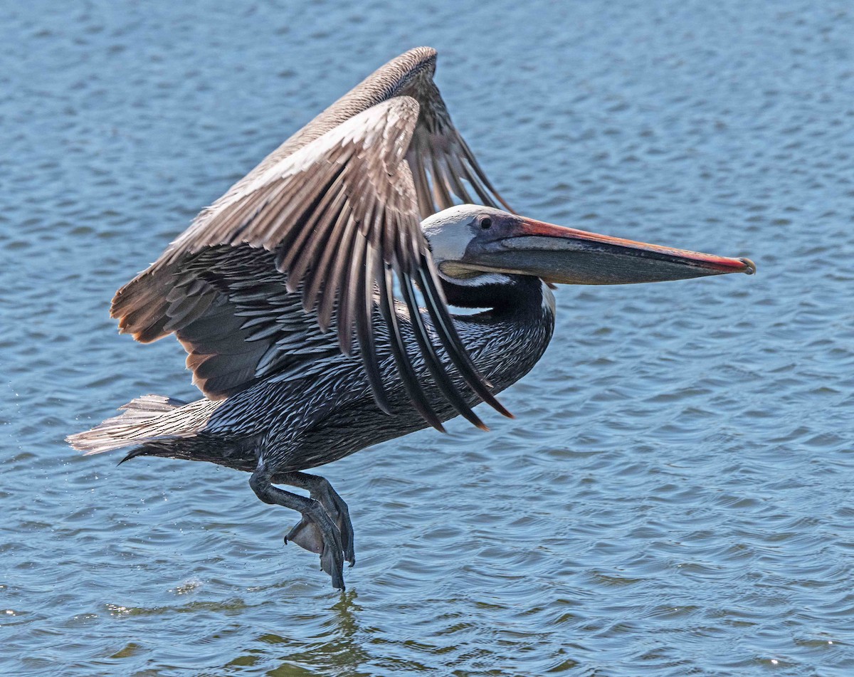 pelikán hnědý - ML619165050