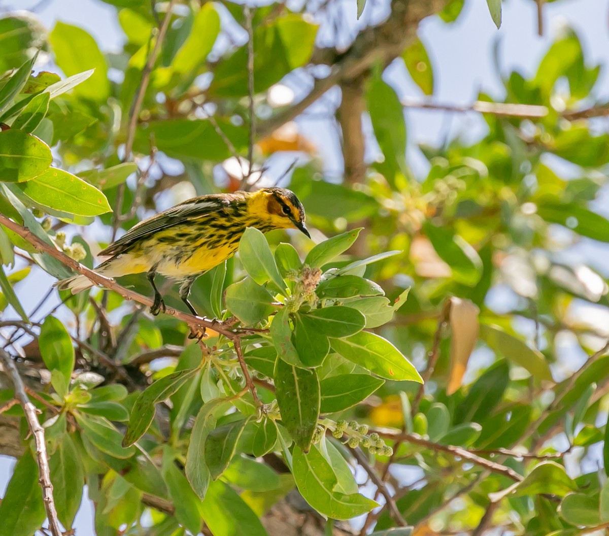 Cape May Warbler - ML619165089