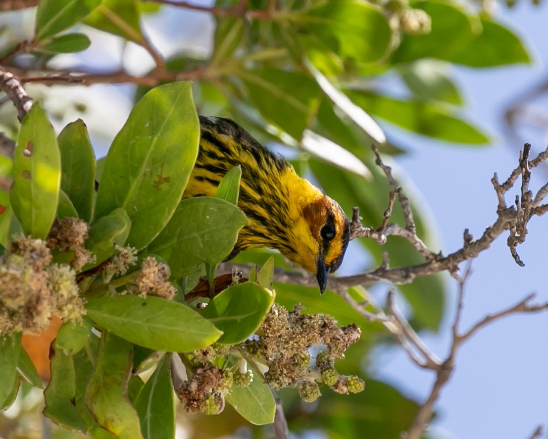 Cape May Warbler - ML619165090