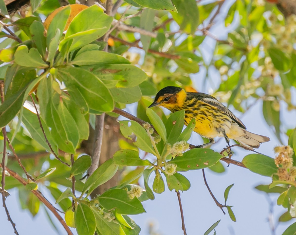 Cape May Warbler - ML619165091