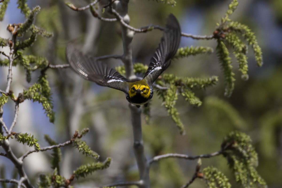 Black-throated Green Warbler - ML619165112