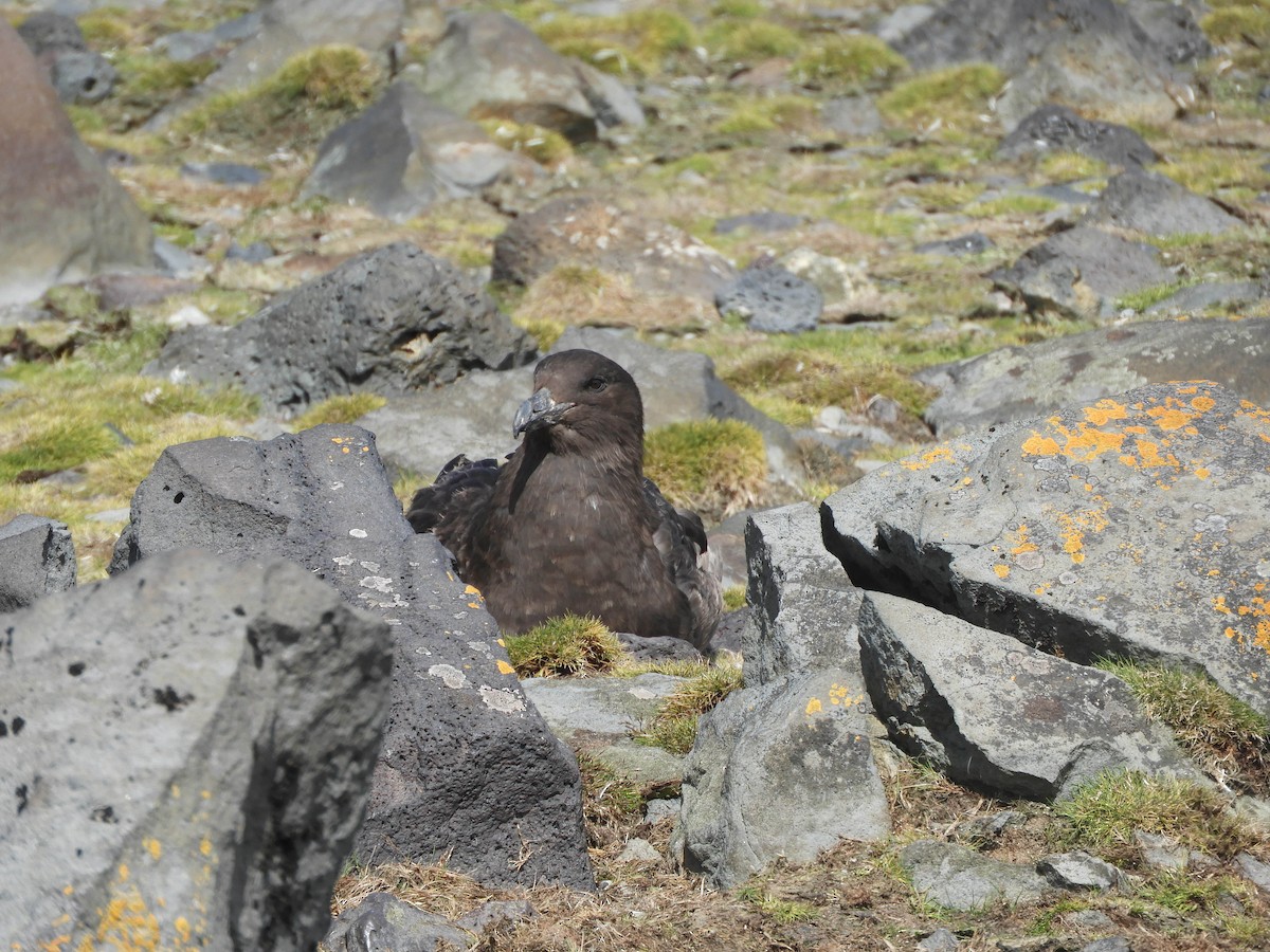 Brown Skua (Subantarctic) - ML619165113